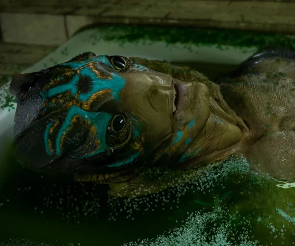 the shape of water